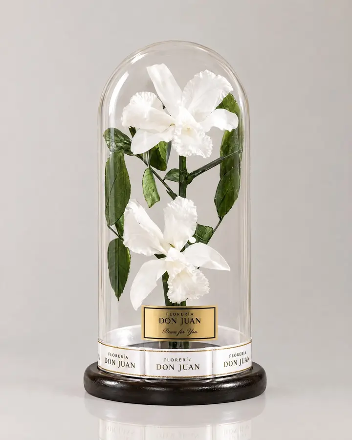 Orquídea preservada — Rosas eternas de Florería Don Juan, fotografía studio — vista de frente