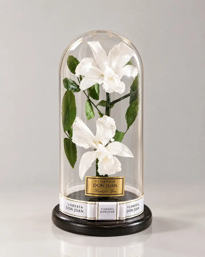 Orquídea preservada — Rosas eternas de Florería Don Juan, fotografía studio